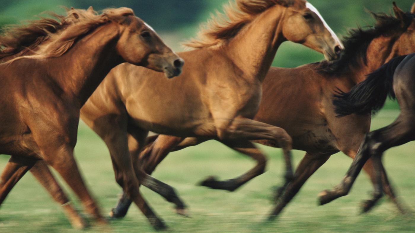 fast-can-horses-run_f2d215210d8000f4.jpg