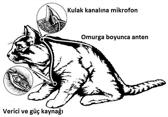 Spy-cat-1-1.jpg