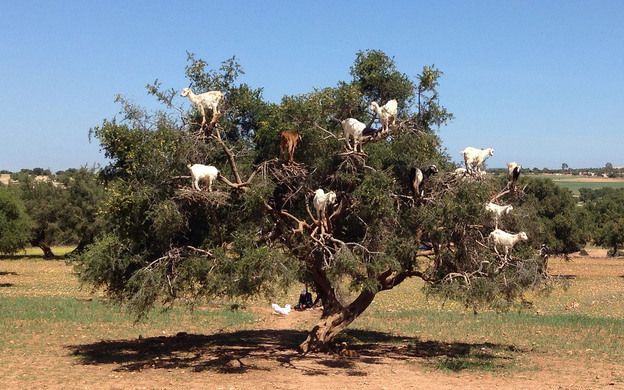 Argan yağı üretiminde, “Fas’ın Keçili Ağaçları”