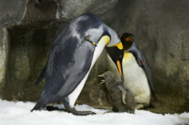 Homoseksüel Penguen çiftin yavrusu oldu!