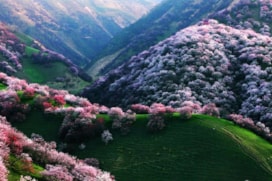 Elma çeşitilerin %90’ının ana vatanı, Kazakistan’da bulunan, olağanüstü güzellikteki elma ormanıdır.