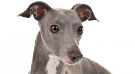 İngiliz tazısı Greyhound bütün köpek cinslerine kan verebiliyor!