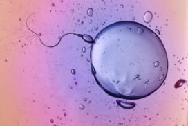 Son 40 yılda yapılan araştırmalar, gelişmiş ülkelerde sperm sayısının % 60 oranında düştüğünü gösterdi!