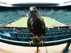 Wimbledon çalışanlarından biri Şahin Rufus!