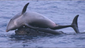 Türler arası etkileşimin en ilginç gözlemlerinden biri: Yunus ve balinaların beraber oyun oynadıkları gözlendi!