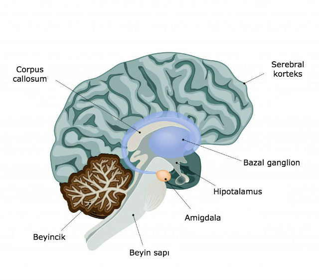 dahiler_anksiyete_depresyon02-min.jpg