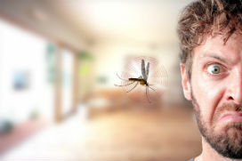 Sivrisinekler neden kulağımızın dibinde vızıldarlar?