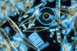 Fitoplanktonlar: Yaşam dengesini koruyan tek hücreli mikrooroganizmalar!