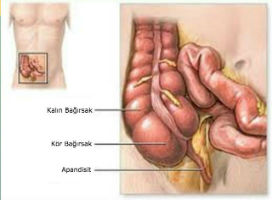 Apandis ne işe yarar?
