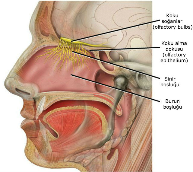 hyperosmia_02-min.jpg