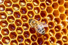Arıların altıgen sevgisi neden kaynaklanır?