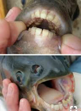 İnsan Dişli Balık