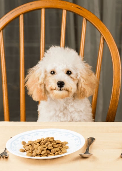 İnsanlar Köpek Maması Yiyebilir mi?