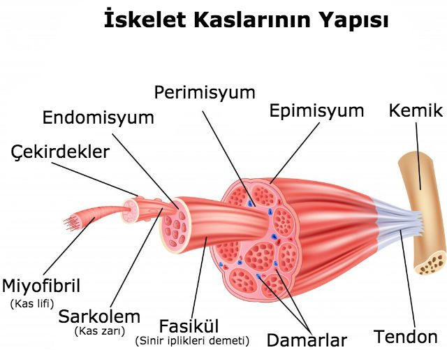 egzersizle_yagla_kasa_donusur_mu_01-min.jpg